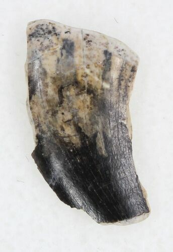 Undescribed Tyrannosaur Tooth Fragment - Texas #33229